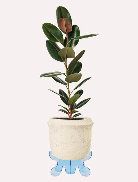 Drip Plant Riser